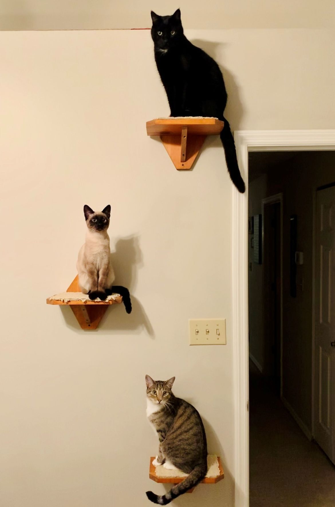 The 3 Musketeers